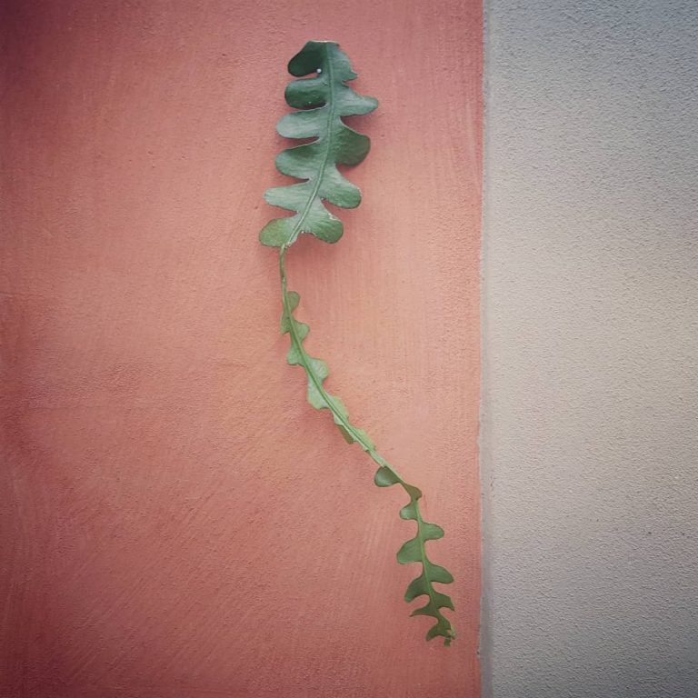 fish bone cactus - R nel bosco