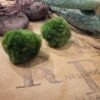 cura del marimo - come prendersi cura di un'alga palla - R nel bosco