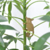 plant animal - R nel bosco - bush baby