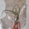 tillandsia - airplant - R nel bosco - caput medusae