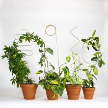 supporti per piante - Golden plant stake - R nel bosco