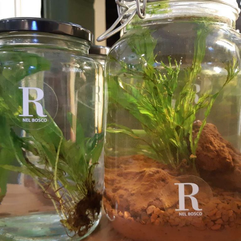 cura della pianta acquatica - curare un piccolo acquario - R nel bosco