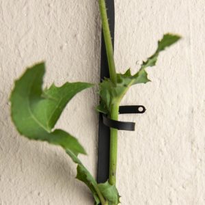Black support for climbing plants