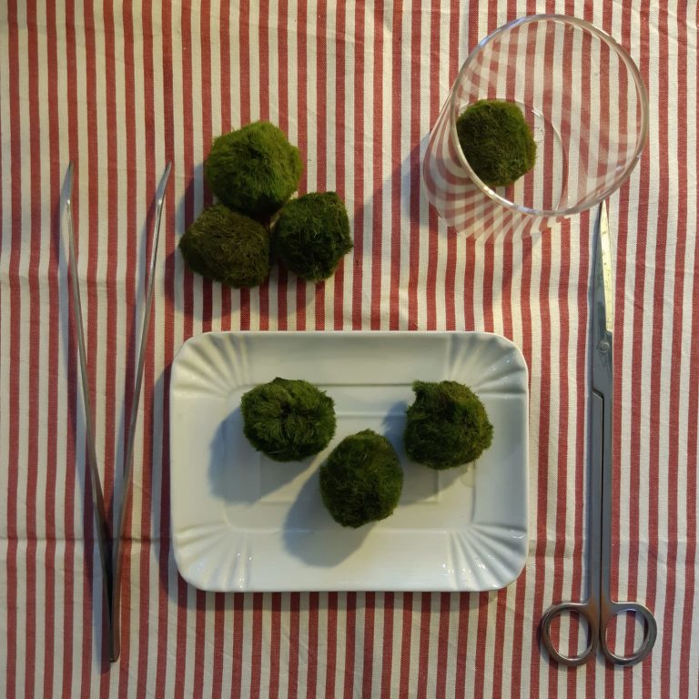 guida per riconoscere i marimo: malati o finti - cura alga palla - R nel bosco