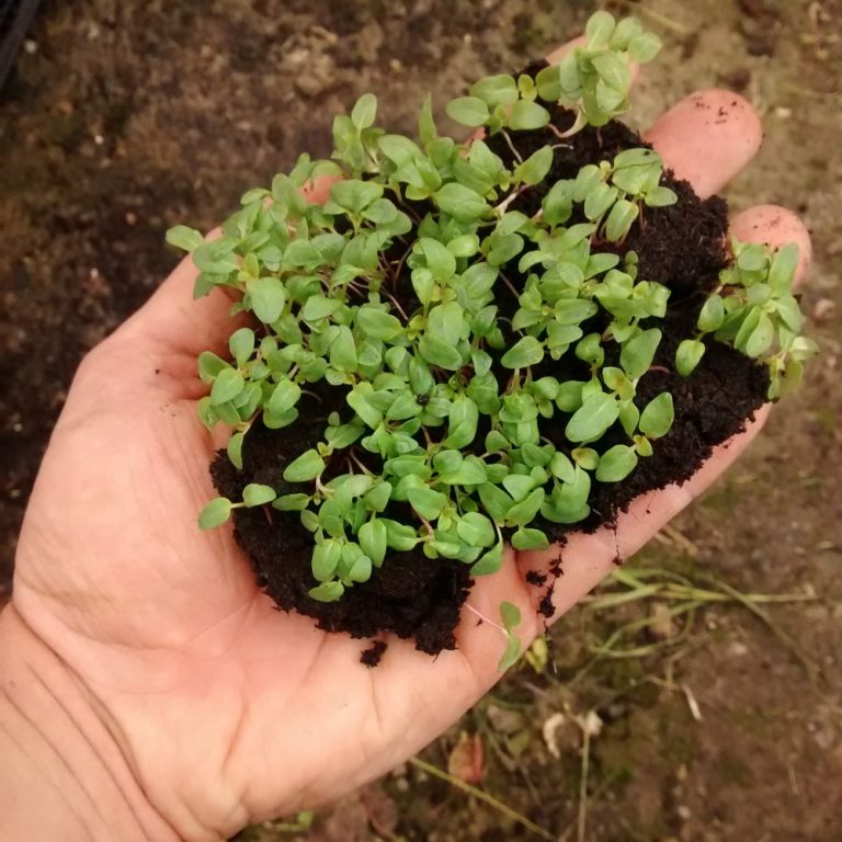 per le semine - orto in piena terra e in vaso - consigli - R nel bosco