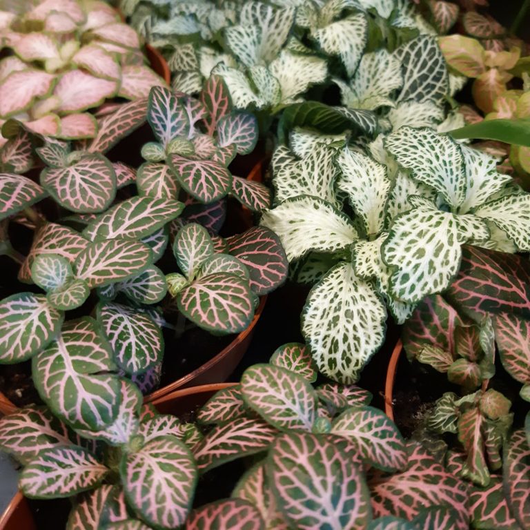 fittonia - pianta facile facile - cura - stranezze botaniche - R nel bosco