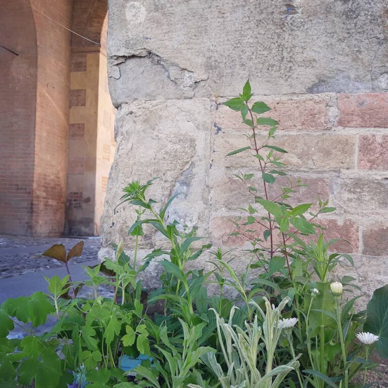 con aggiunta di foglie - guerrilla gardening - R nel bosco
