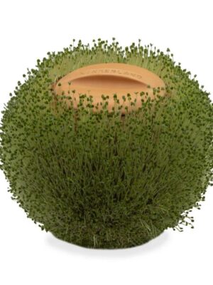 green orb terracotta planter - germinatore sferico - R nel bosco