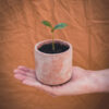 Grow your own - da seme a pianta - Coffea arabica - R nel bosco
