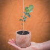 Grow your own - da seme a pianta - Eucalyptus cinerea - R nel bosco
