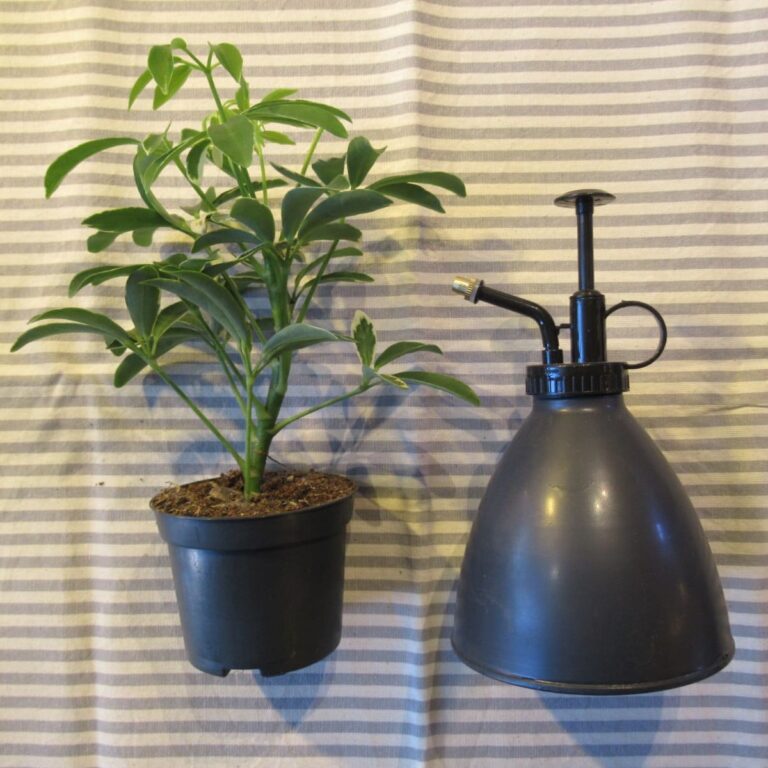umidificare le piante - curare le foglie - piante in casa - R nel bosco