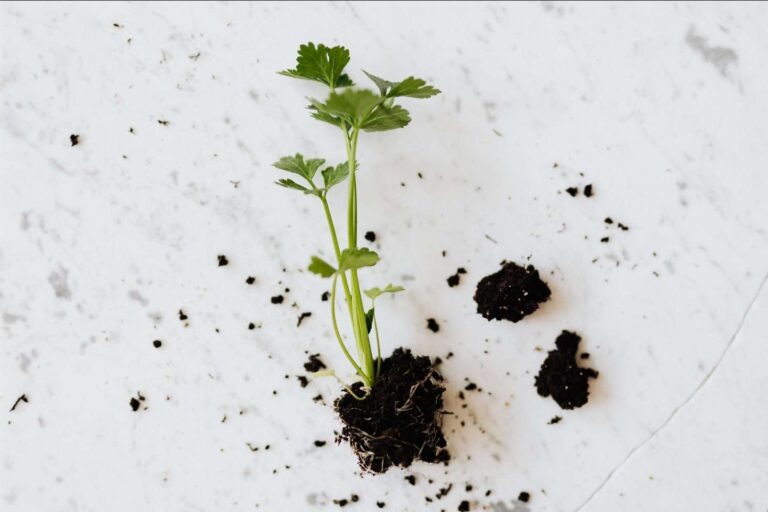 Primavera nell’orto - consigli e cura - newsletter - R nel bosco