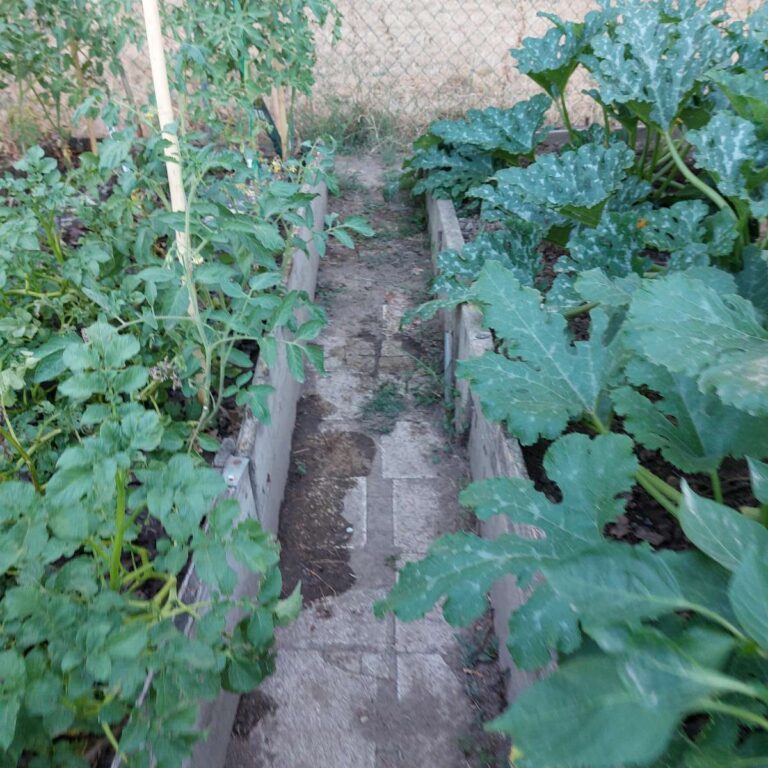 Bagnare meno per bagnare di più - irrigazione nell'orto - R nel bosco