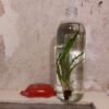 pianta acquatica in bottiglia - microsorum sotto vetro - R nel bosco