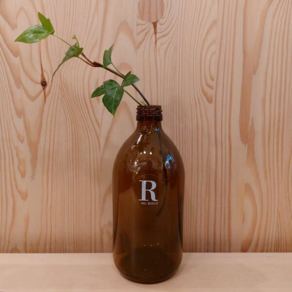 talea di edera in bottiglia - piante radicate sotto vetro - R nel bosco